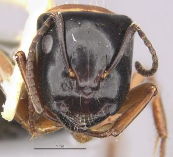 Media type: image;   Entomology 28843 Aspect: head frontal view